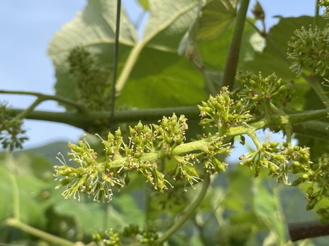 【冬ギフト】ありがとうメッセージと幻のぶどうアジロン100%! 甘やかな香り豊かな赤ワイン【花かげアジロン&メッセージカード】