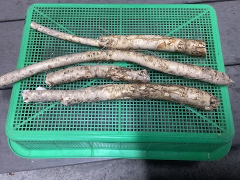 西洋わさび❗️【300g】肉や魚と相性抜群❗️ガツンと香る爽やかな辛さ✨太めサイズ
