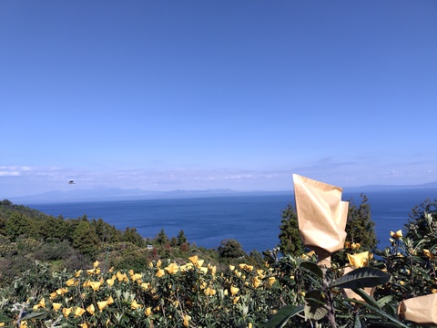 採りたて新鮮が一番美味しい！甘さ濃～い！長崎産露地びわ「千々（ちぢ）んびわ」　　食べきり６００ｇ箱（１２玉）にてお届け