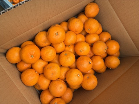 今が旬！プチプチ食感、はるみ【ご家庭用・極小 5kg・約60個】