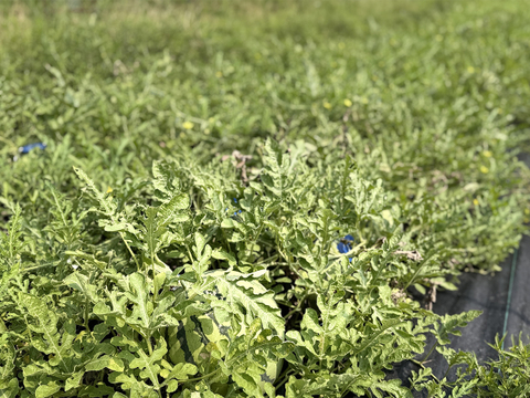 ▼今期終売【晴れの国・岡山県産】シャリ感たっぷり！皮手前まで美味しい大玉すいか『縞王』６Kg級-１玉／ニホンミツバチ交配／露地栽培／化成肥料・化学農薬・着果剤不使用【※保冷便指定】