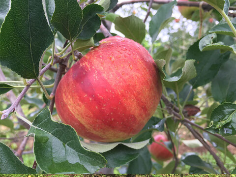 夏りんごと言えば！ りんご 訳あり サンつがる 約1.8キロ5-10玉 復興支援 早期予約特典 #SAT0B018