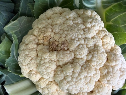 【訳あり】京都府産　甘～い♪山城のブロッコリー2株・カリフラワー1株セット