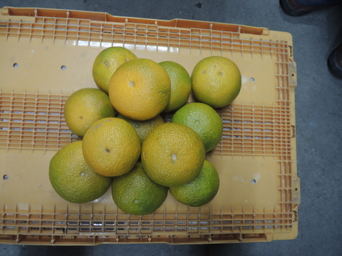 ★和歌山★【春の柑橘】スイートスプリング 5kg