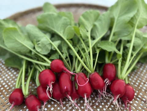 さかなが作った究極のスペシャリティ野菜　リーフレタス&サニーレタスセット270g ×2株ラディッシュ5株セット