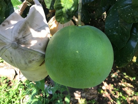 果実大きくプリプリ食感+上質な香り　【お試し版】晩白柚　約1.5kg　L 玉１個