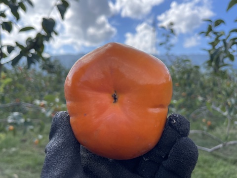 旬　早秋柿3L玉　6玉セット