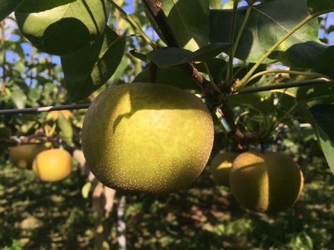 夏の定番🍏　千葉県産【幸水】5㎏　お手頃サイズ『14～20玉入』市川のなし・秀品