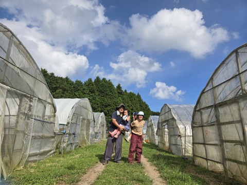 有機JAS  元気たっぷりルッコラ！小松菜各×500g