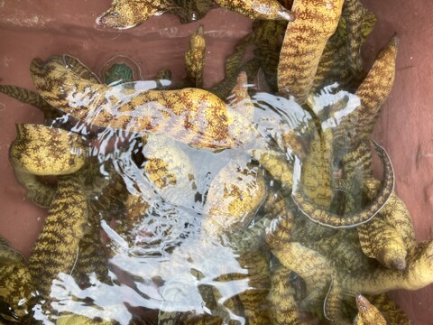 ウツボ2キロ前後