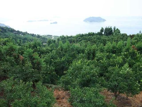 【冬ギフト】とろける・プル甘！ひめまる愛果まどんな（贈答用約3Kg）