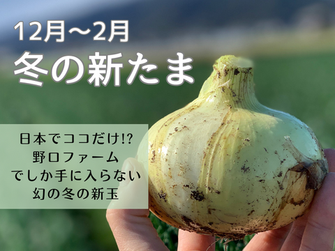 【玉ねぎ定期便】淡路島 季節の玉ねぎ 2kg箱 約6～8個入