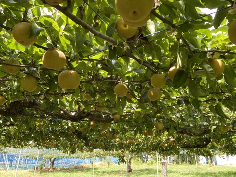 最高の甘さになる極限まで樹上完熟‼︎一玉ぺろっ！と食べれちゃうあま〜い幸水梨♡【5kg】