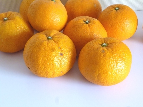 【広島県産】甘夏  (4㎏)