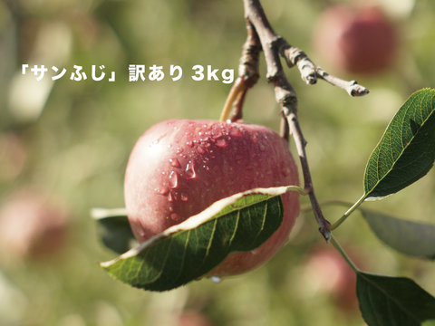 【先行予約】安定の美味しさ！ジューシーな「サンふじ」訳あり３kg（７〜10個）