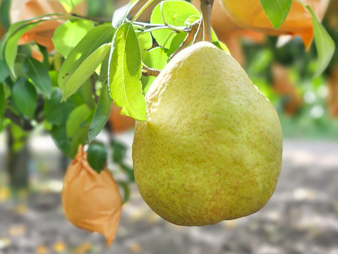 とろける甘さ。冬の贈り物「シルバーベル」3㎏7～9玉【冬ギフト】