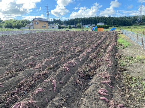 Lサイズ紅はるか（5kg）熟成１ヵ月超え！(茨城県産)(サツマイモ)(土付き)