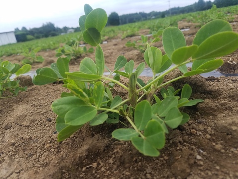 【令和7年産新物始まりました！】【食べきりサイズ】千葉県産落花生『Qなっつ』135g×4P 【冬ギフト】