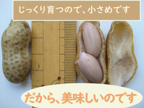 自然栽培！　茹でて美味しい生落花生　５００g 冷めるほど美味しい！　農薬不使用、化学肥料も動物由来の肥料も不使用　ちょっと小粒ですが、味のよい半立系です。泥付きで新鮮！