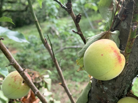 まじりっけなし！自然栽培 梅干用｢杉田梅｣1.7kg