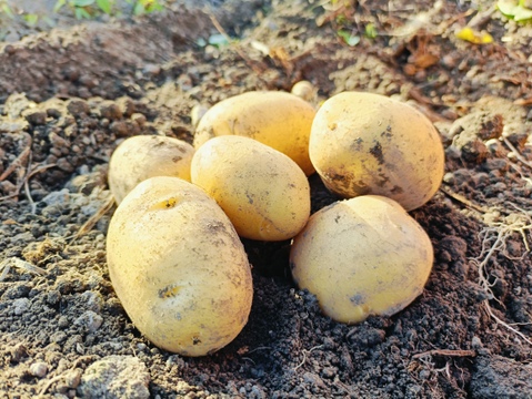 ☆自然栽培☆とっーてもピュアなジャガイモ（普賢丸）5kg🥔🥔✨️