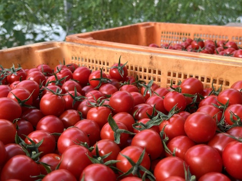 【年間1万人以上が訪れるトマト農園】ミニトマト