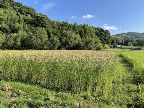 〈メール便〉古代米・雑穀よりどり5個【無肥料・栽培期間中農薬不使用 自然栽培 天日干し】