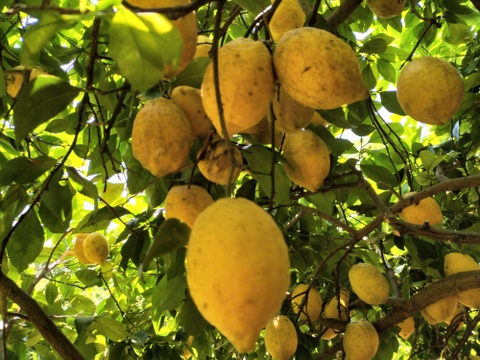 【訳あり】広島県産「これが夏レモン」《約18〜20個入》4kg以上