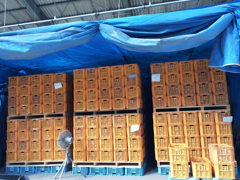 ※数量限定　納豆菌栽培　淡路島玉ねぎ　大玉１0ｋｇ