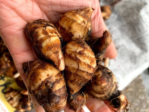 ぷりぷりむけるちいさな海老芋　京都伝統野菜　こえびちゃん1K