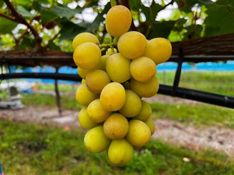 【見た目わけアリ】シャインマスカット約２kg前後【味はバツグン】