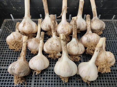 種にんにく 平戸 種用ニンニク 平戸ニンニク 10kg S～Mサイズ