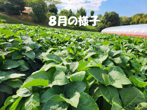 六甲山地の大自然が生み出す極上の丹波黒大豆！ 1キロ(予約販売)