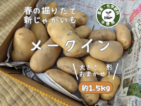 春の掘りたて!田んぼのメークイン(1.5kg)/静岡県産農薬不使用