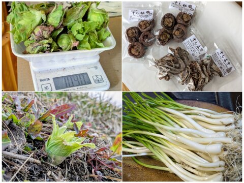 春一番と乾物セット