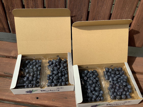 完熟生ブルーベリー【お得パック】(250g×2パック)×２箱
