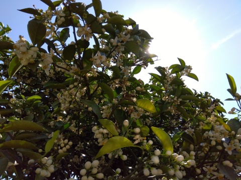 最終　和歌山県橋本市　ご家庭用八朔　サイズM以上(直径約8cm以上)　10キロ箱込み