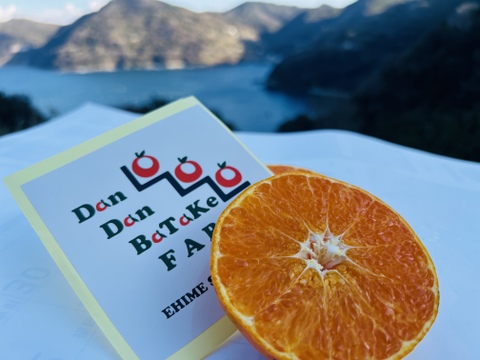 愛媛オリジナル品種！甘平！限定！（家庭用・3kg）