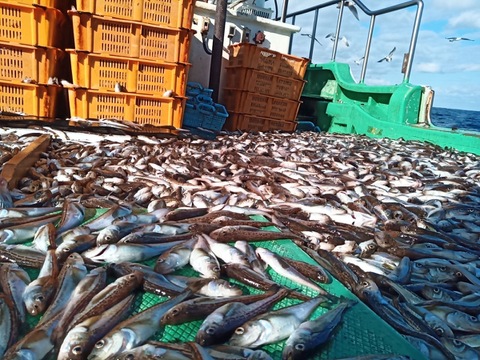 特大ハタハタメス１㎏&大オス１㎏