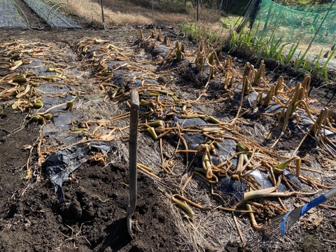 【通年完全農薬不使用】掘り立て！信州八ヶ岳山麓産　ほくほく甘い里芋！2kg
