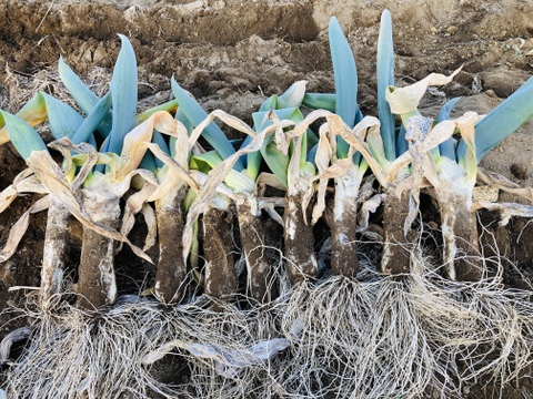 【冬ギフト】《2L 17～18本》厳冬期！姿は△、味は◎！お蚕さまも手伝う「泥付き下仁田ねぎ」