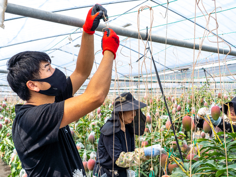 ★数量限定のお試しセール★【食べチョク限定：家庭用】樹齢25年以上の木からなる糖度約17～18度の完熟マンゴー（2玉：0.8kg～1kg）