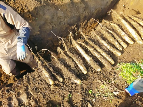 【使い切りセット】洗いネバリスター1kg＆洗いごぼう500g｜とろろ・きんぴらに