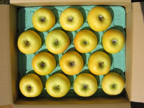 【予約販売・数量限定】長野県産りんご１０㎏（シナノゴールド）（１０月発送）甘みと酸味