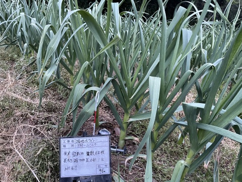 超芳醇！福地ホワイトにんにく 500g 乾燥済みＳ・Ｍ・Ｌサイズ混合（10個前後）【農薬 化学肥料不使用】