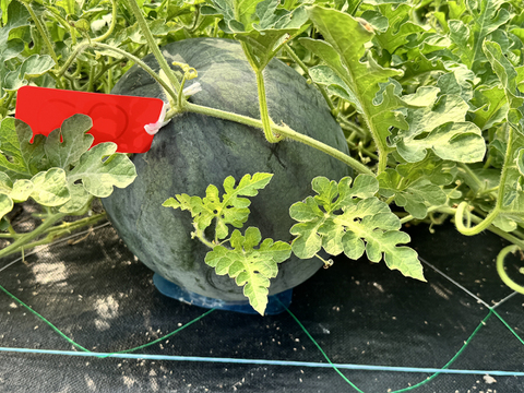 ▼今期終売【晴れの国・岡山県産】濃厚な美味しさ！黒大玉すいか『タヒチ』９Kg級-１玉／ニホンミツバチ交配／露地栽培／化成肥料・化学農薬・着果剤不使用【※保冷便指定】