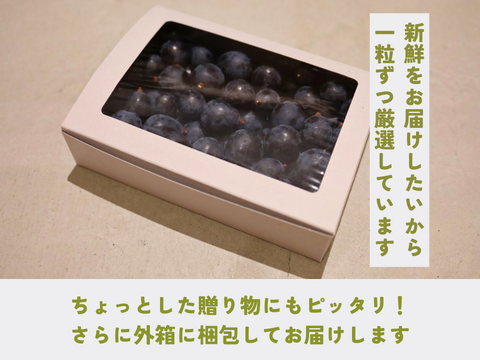 NEW》ナガノパープル（粒BOX）長野県須坂市産・クール便：長野県