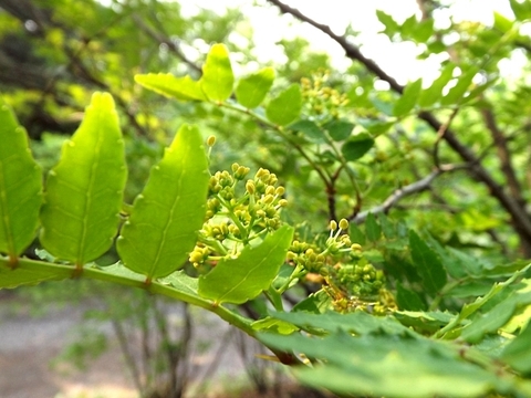 ⋆⸜食の世界遺産⸝⋆本場 有馬の実山椒🌿 お試し50g 実山椒（生）有馬温泉の麓よりお届け♨️ 兵庫県有馬特産 山椒の実 希少な有馬山椒🌟 栽培期間中農薬不使用《クール便🛻》