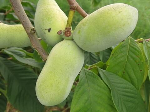 幻のポポー 約900g(8〜10個)：山形県産のその他果物｜食べチョク