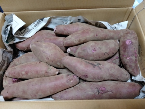 【数量限定】ふくむらさき(5kg)熟成１ヵ月超えでお届け！(茨城県産)・(サツマイモ)・(M～２Lサイズ)(土付き)